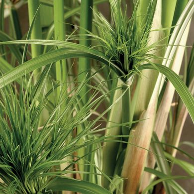 Cyperus