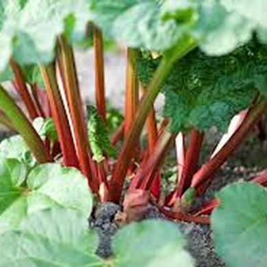 Chard from