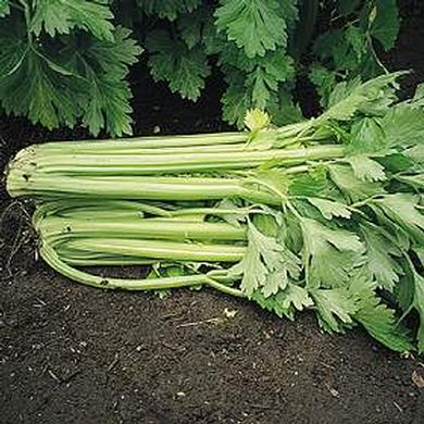 Celery