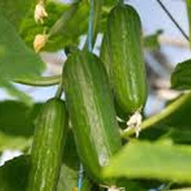 Cucumber
