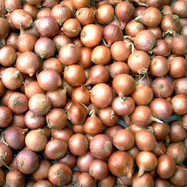 oignon.onion