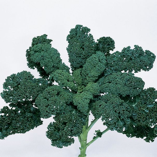Kale_