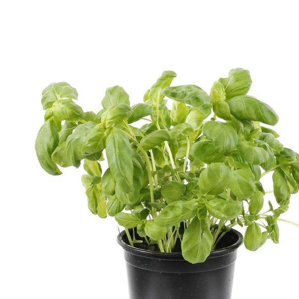 basil