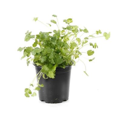 Coriander