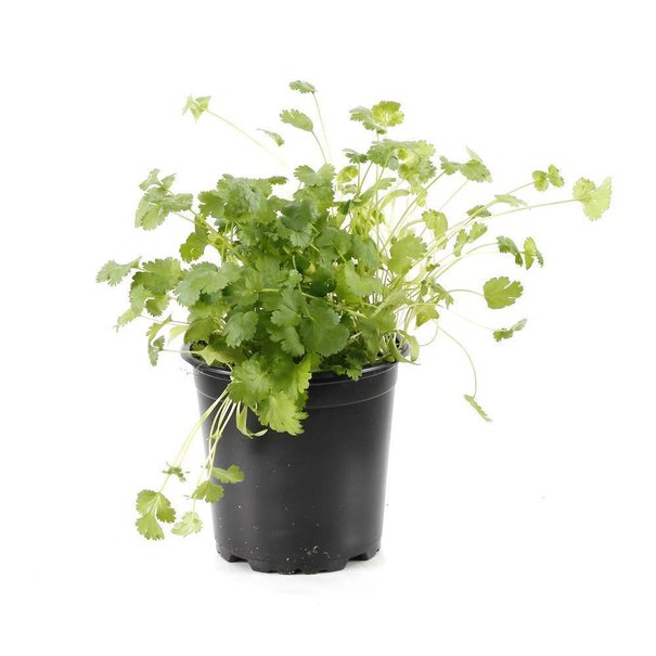 coriander