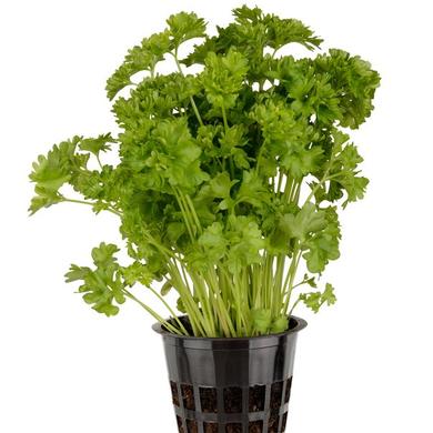 Curly parsley