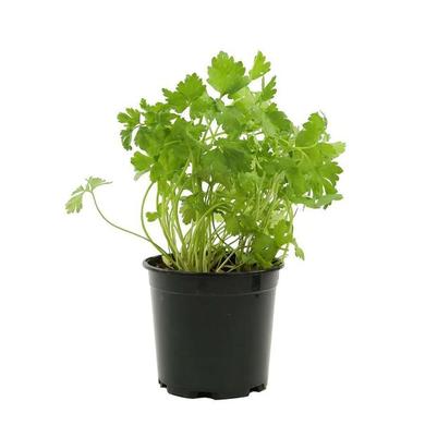 Italian parsley