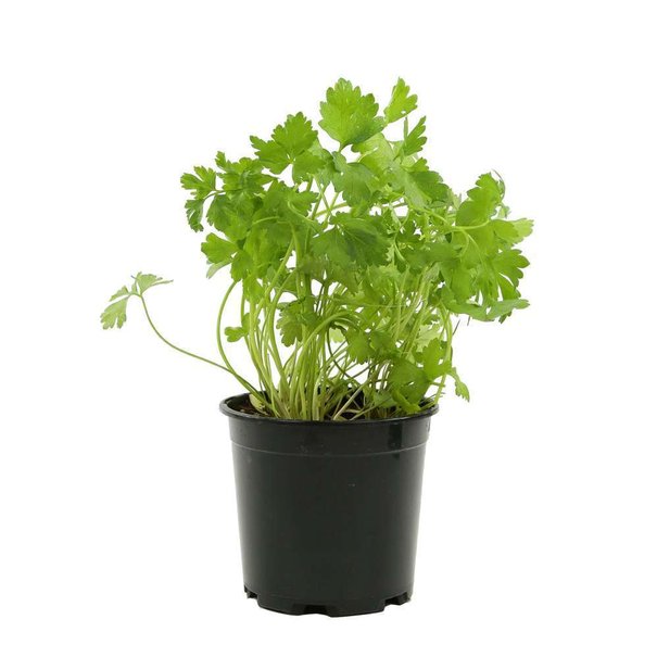 italian parsley