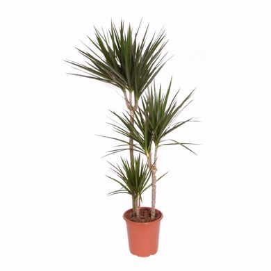 Dracena marginata 1 à 3 troncs