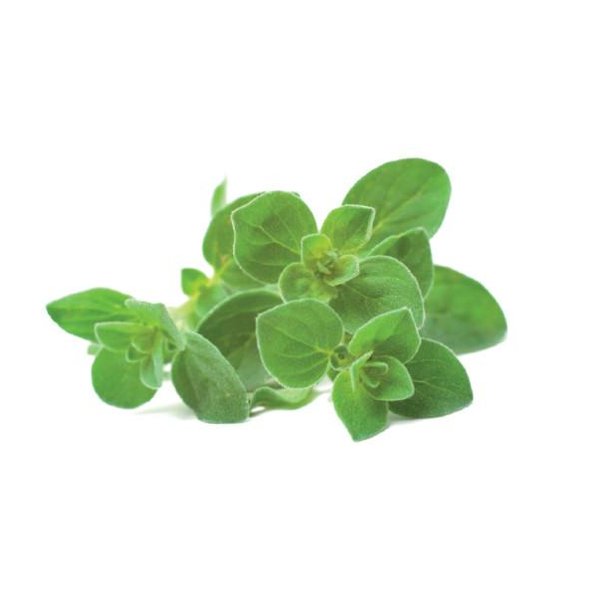 Oregano