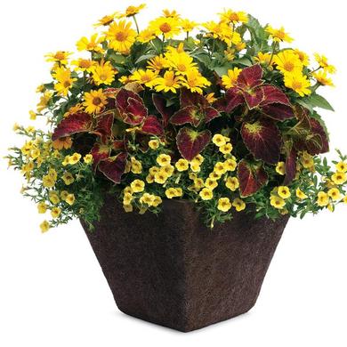 Pot patio de fleurs mix14