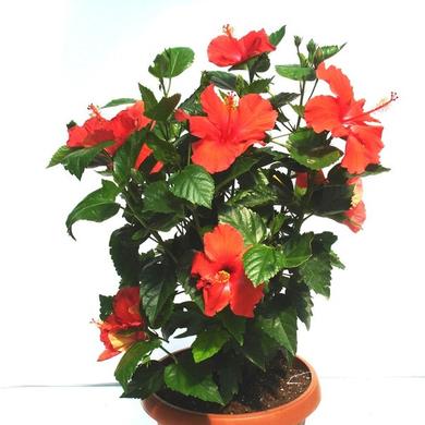 Hibiscus Bush from