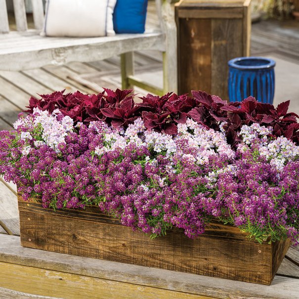Alyssum