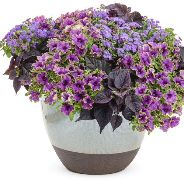 Ageratum