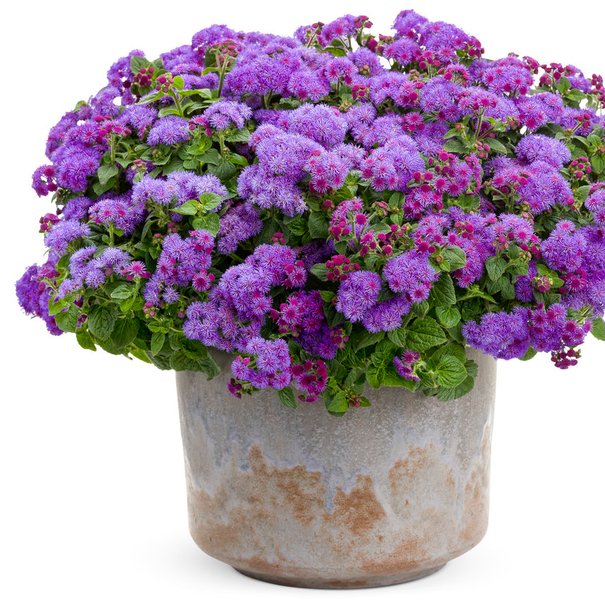 Ageratum