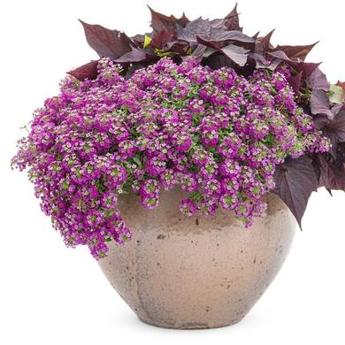 Alyssum