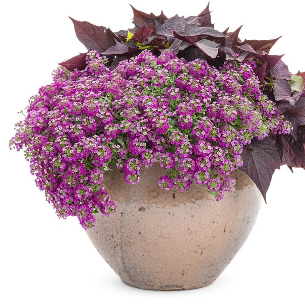 Alyssum