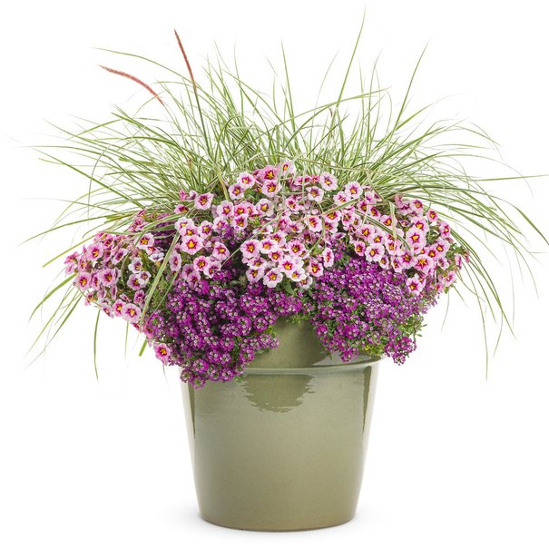 Alyssum