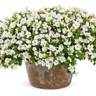 Bacopa