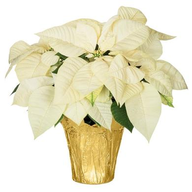 Poinsettias à partir de 7,99$