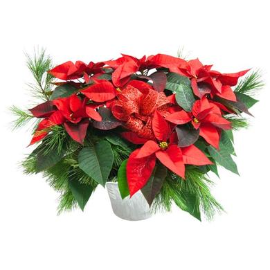 Poinsettias EXTRA