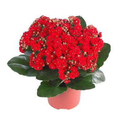 Kalanchoes