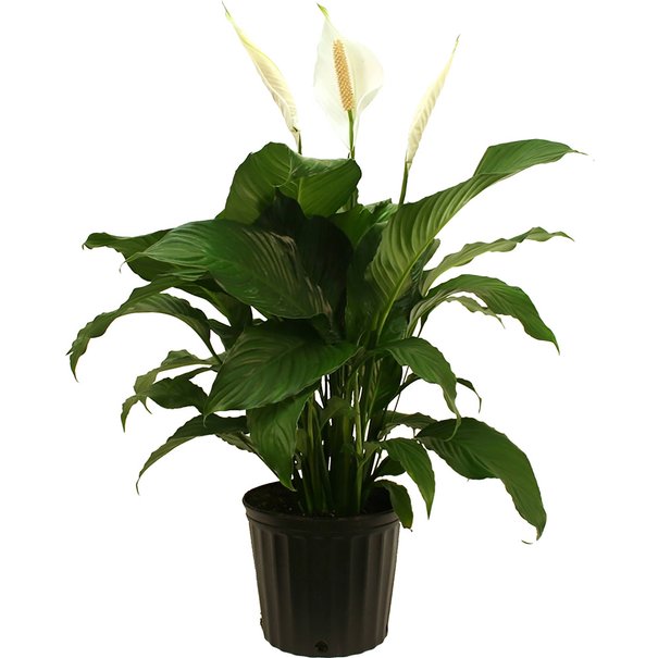 Spathiphyllum