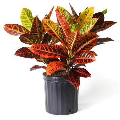 Croton Petra