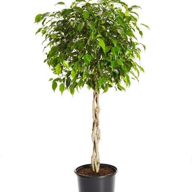 Ficus Benjamina